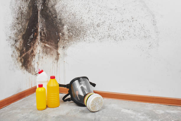 Best Commercial Mold Removal  in Soap Lake, WA