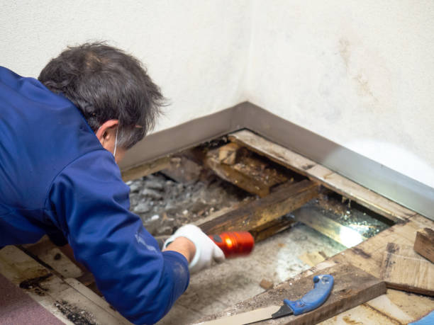 Best Office Mold Removal Services  in Soap Lake, WA
