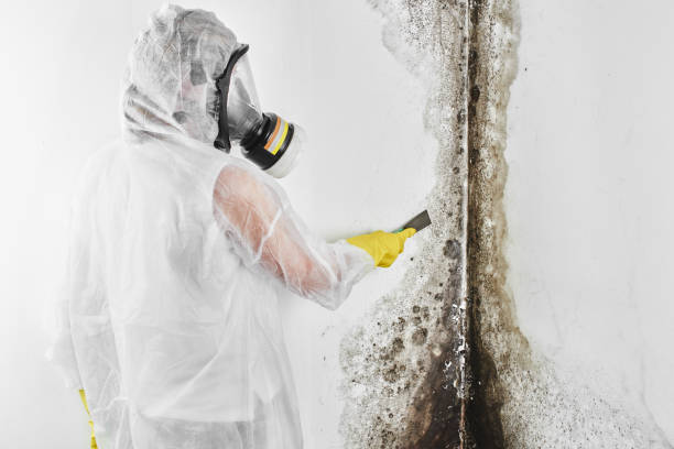 Attic Mold Removal in Soap Lake, WA