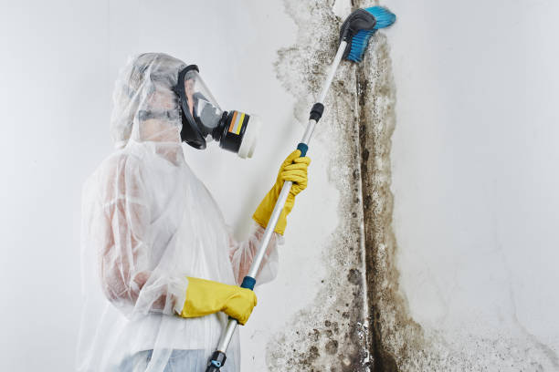 Best Certified Mold Removal  in Soap Lake, WA