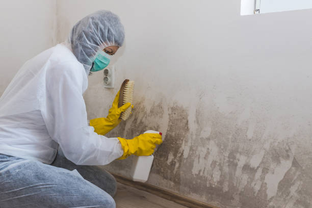 Best Residential Mold Removal  in Soap Lake, WA