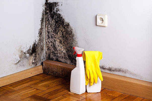 Best Mold Cleaning Services  in Soap Lake, WA