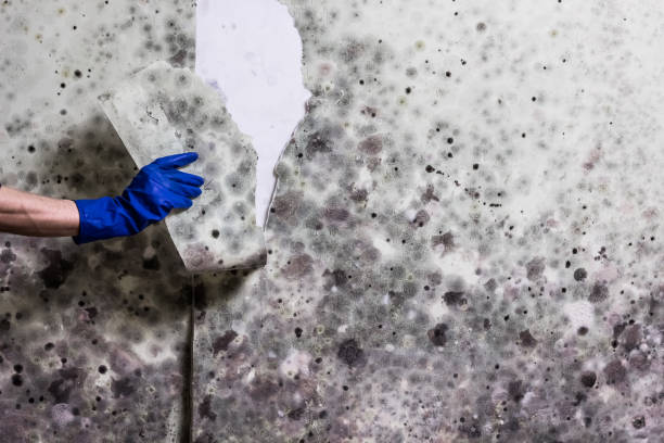 Best Best Mold Removal Companies  in Soap Lake, WA